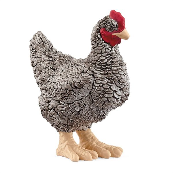 SHL13997 - Plymouth Rock Henne - 1