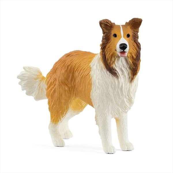 SHL13998 - Collie - 1