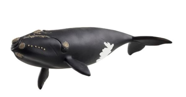 SHL14878 - Atlantischer Wal - 1
