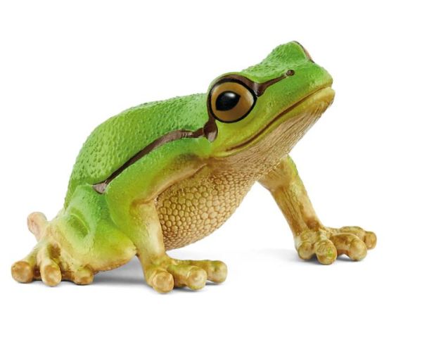 SHL14882 - Grüner Laubfrosch - 1