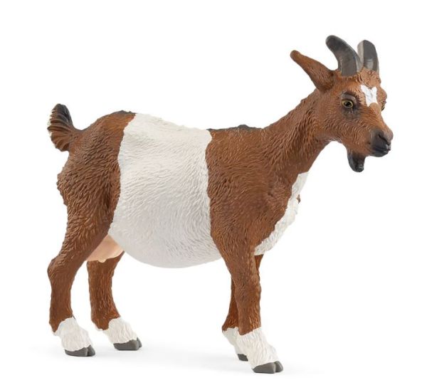 SHL14887 - Ziege - 1
