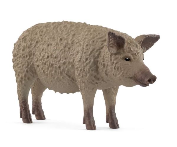 SHL14892 - Mangalica-Schwein - 1