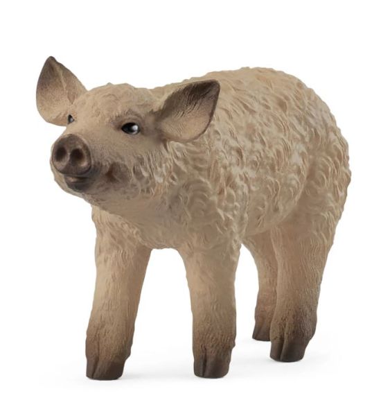 SHL14893 - Mangalica-Ferkel - 1