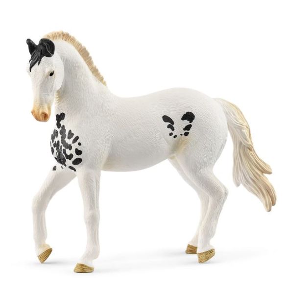 SHL14898 - Marwari-Hengst - 1