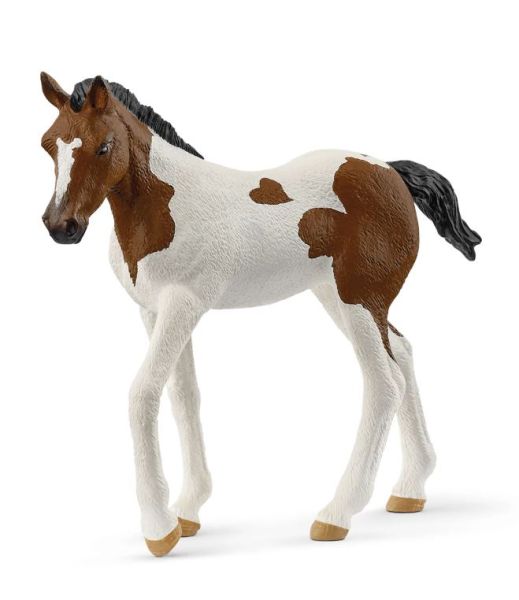 SHL14899 - Paint Horse Fohlen - 1