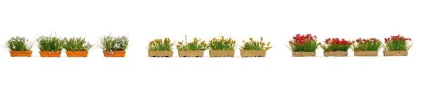 NOC14009 - Blumenkästen mit Blumen in rot, weiß und gelb - 1