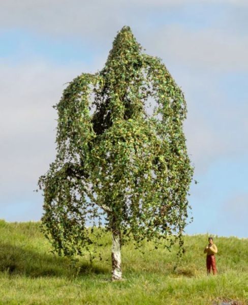 NOC20121 - Silberbirke, 12 cm - 1