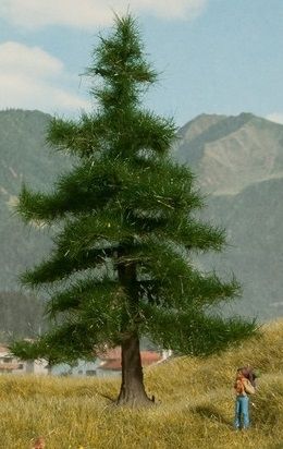 NOC21810 - Nordmannbaum 12 cm - 1