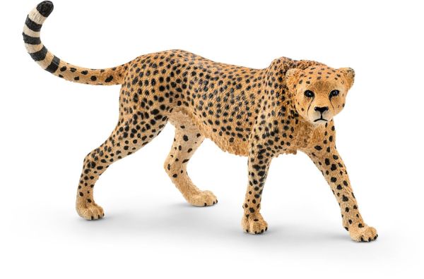 SHL14746 - weiblicher Gepard - 1