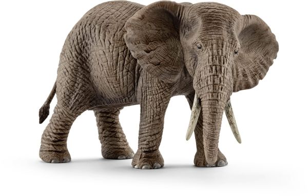 SHL14761 - weiblicher afrikanischer elefant - 1