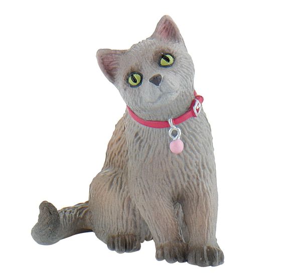 BUL66372 - Russische Katze - 1