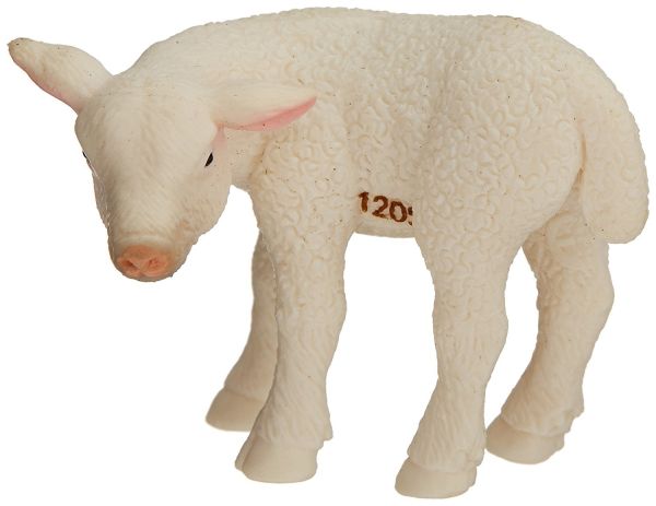 COLL88392 - Lamb looking back - 1