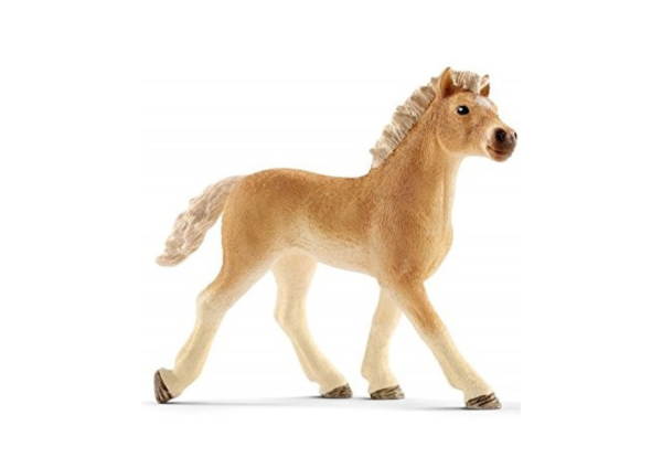 SHL13814 - Haflinger-Fohlen - 1