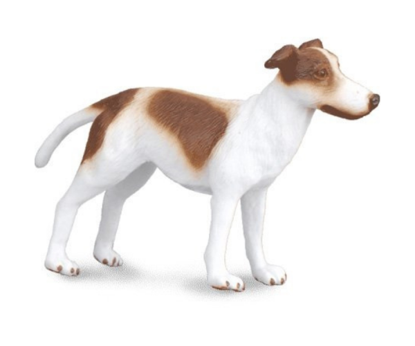 COLL88188 - Greyhound-Welpe - 1