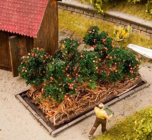 NOC13215 - Tomatenpflanzen - 1