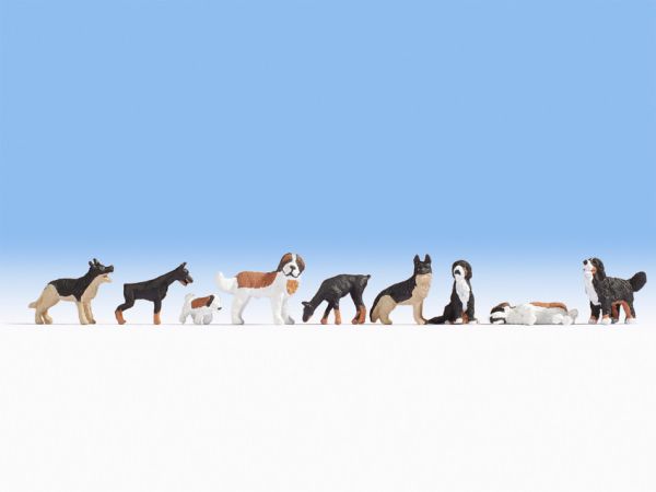 NOC15717 - Viele verschiedene Hunde - 1