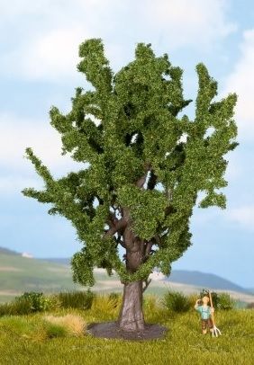 NOC25860 - Eiche - 15 cm - 1
