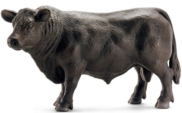 SHL13766 - Angus-Stier - 1