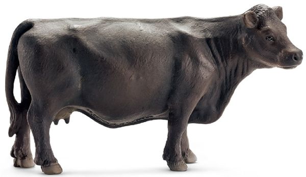 SHL13767 - Angus-Kuh - 1