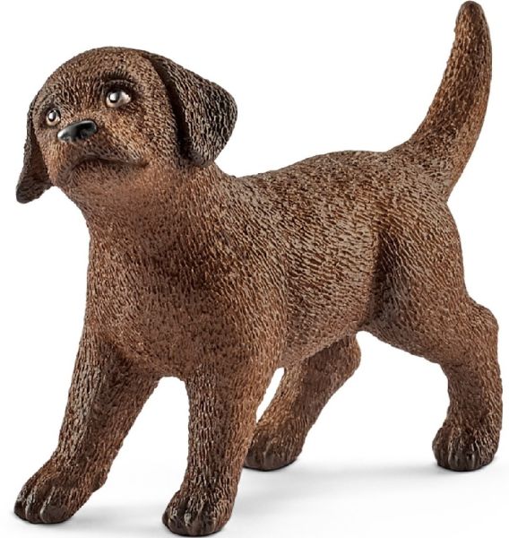 SHL13835 - Labrador-Retriever-Welpe - 1