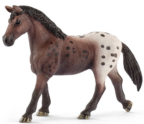 SHL13861 - Appaloosa-Stute - 1