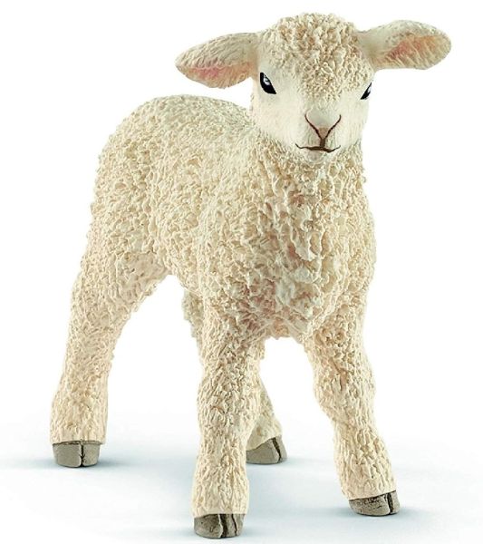 SHL13883 - Lamm - 1