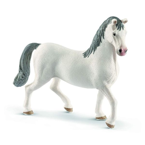 SHL13887 - Lipizzaner Hengst - 1
