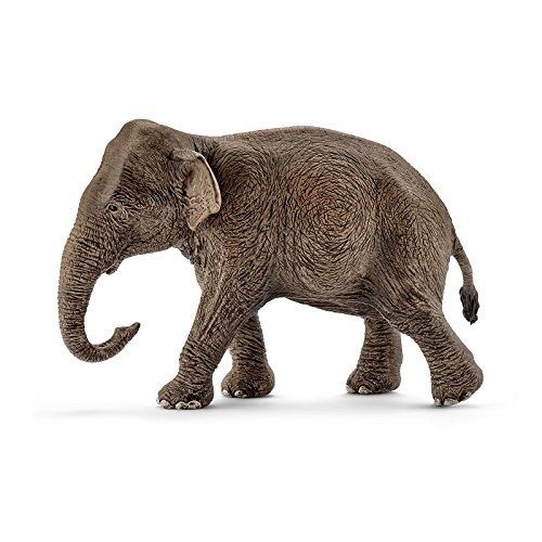 SHL14753 - Asiatischer Elefant - weiblich - 1