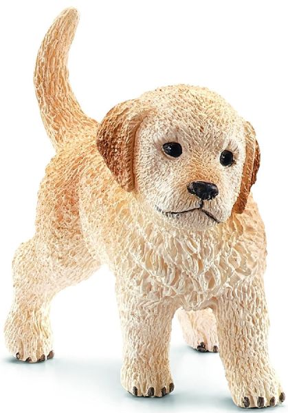 SHL16396 - Golden Retriever-Welpe - 1