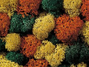 NOC08630 - Herbstmoos 35g