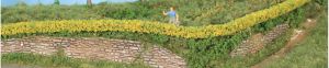 HEK11805 - 2 Forsythienhecken – 7 x 7 mm – 50 cm lang.