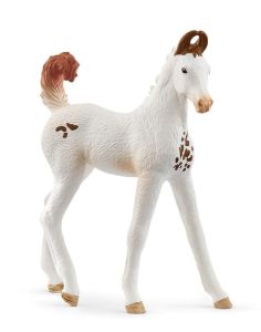 SHL14896 - Marwari-Fohlen