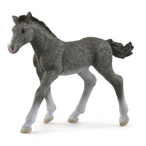 SHL13944 - Fohlen Trakehnen