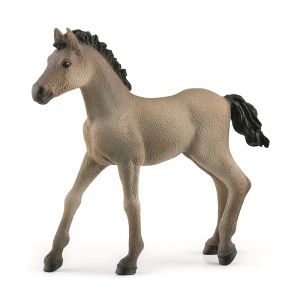 SHL13949 - Fohlen Criollo Definitivo