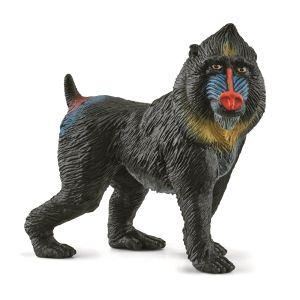 SHL14856 - Leguan