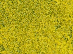 HEK1593 - Rapsblumenwiese Grasteppich 28 x 14 cm