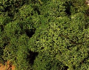 HEK3222 - 75 g Beutel mittelgrünes Moos