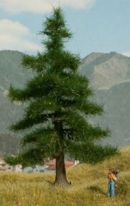 NOC21810 - Nordmannbaum 12 cm