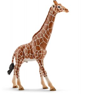 SHL14749 - männliche Giraffe
