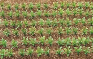 JUW23386 - 25 Miniatur-Rote-Bete-Stiele für Diorama