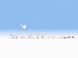 NOC15774 - Satz Gänse und Enten