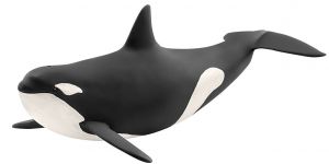 SHL14807 - Orca