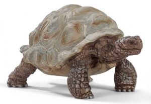 SHL14824 - Riesenschildkröte