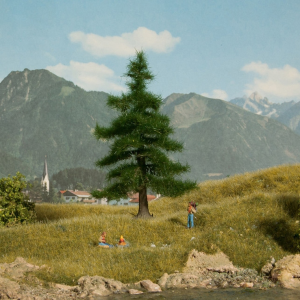 NOC21810 - Nordmannbaum 12 cm
