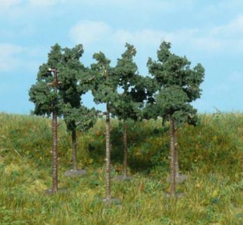HEK1152 - 6 Kiefern 6 cm
