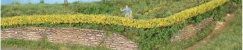 HEK11805 - 2 Forsythienhecken – 7 x 7 mm – 50 cm lang.
