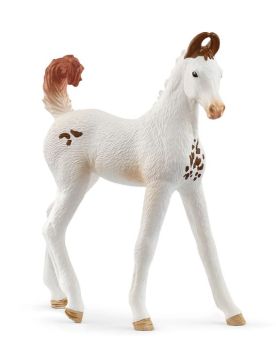 SHL14896 - Marwari-Fohlen