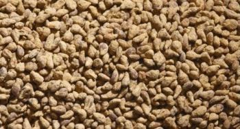 JUW23092 - Beutel mit 150grs Rote Bete