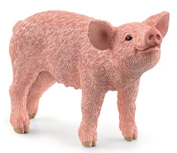 SHL13934 - Ferkel