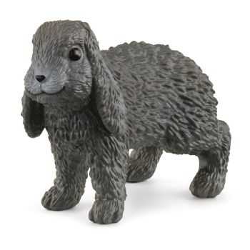 SHL13935 - lop kaninchen
